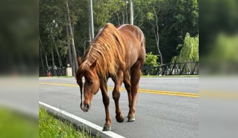 Barrow County Sheriff's Office Seeks Owner of Horse Found Roaming Winder Roadway