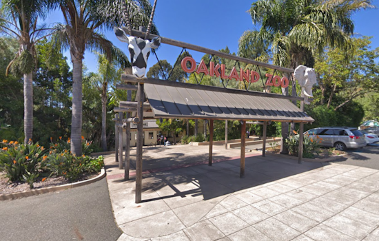Bay Area's Oakland Zoo Welcomes New Giraffe and Launches Public Naming Contest