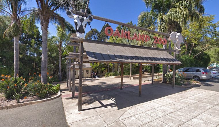 Bay Area's Oakland Zoo Welcomes New Giraffe and Launches Public Naming Contest