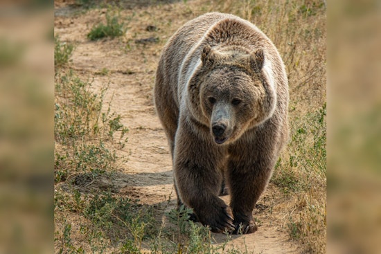 Bear Busts into Arizona Cabin and Mauls Teen Watching TV