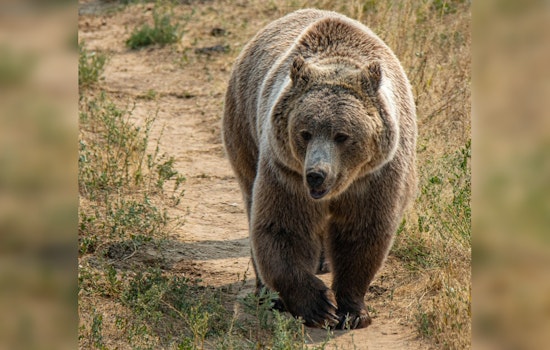 Bear Busts into Arizona Cabin and Mauls Teen Watching TV