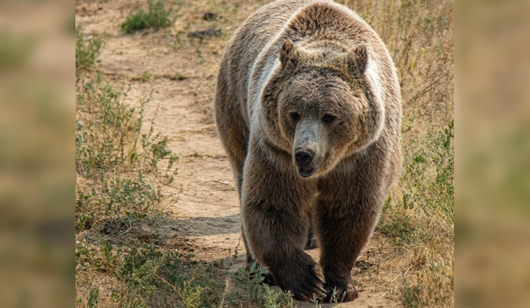 Bear Busts into Arizona Cabin and Mauls Teen Watching TV