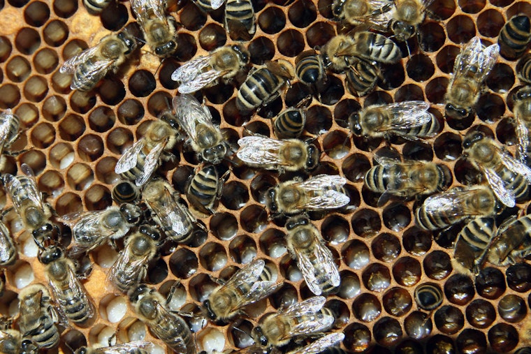 Bee Invasion at Chase Field Delays Dodgers-Diamondbacks Game as Pest Controller Becomes Local Hero