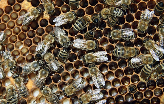 Bee Invasion at Chase Field Delays Dodgers-Diamondbacks Game as Pest Controller Becomes Local Hero