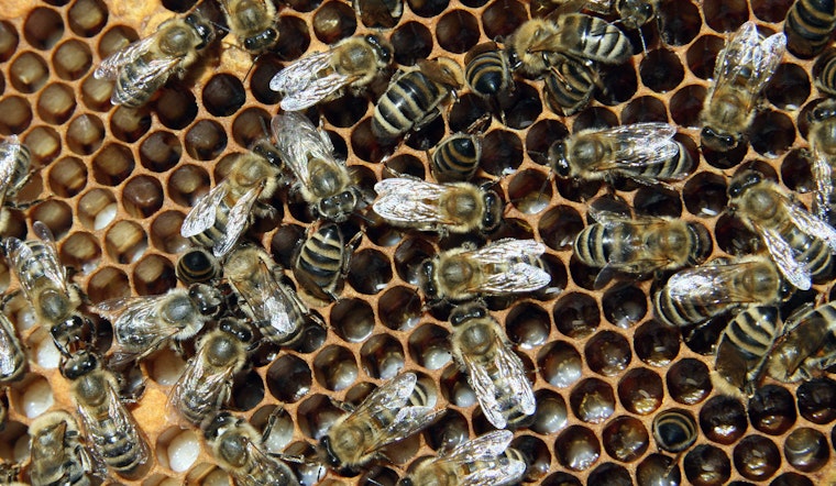 Bee Invasion at Chase Field Delays Dodgers-Diamondbacks Game as Pest Controller Becomes Local Hero