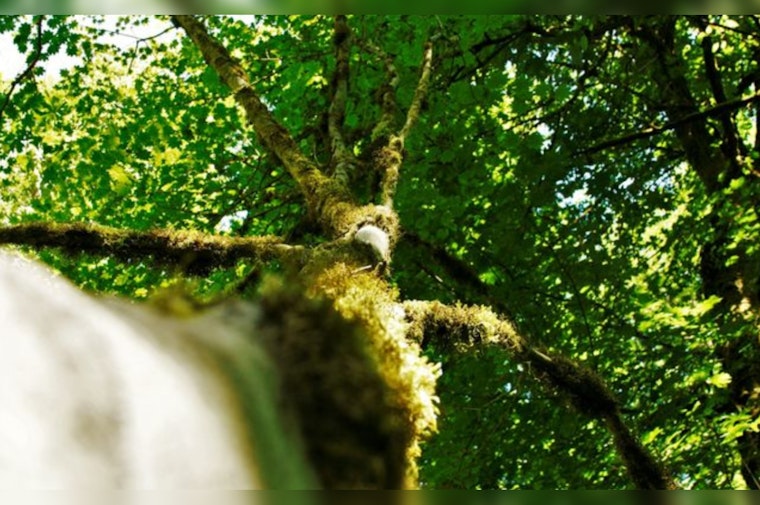 Bellevue City Council Advances Land Use Amendments for Enhanced Tree Preservation