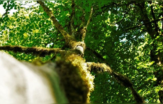 Bellevue City Council Advances Land Use Amendments for Enhanced Tree Preservation