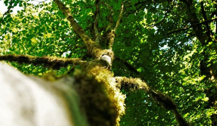 Bellevue City Council Advances Land Use Amendments for Enhanced Tree Preservation