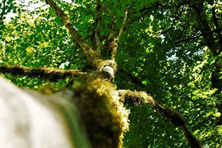Bellevue City Council Amplifies Tree Preservation Laws, Supports Homeless with Safe Parking Program