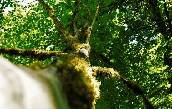 Bellevue City Council Amplifies Tree Preservation Laws, Supports Homeless with Safe Parking Program