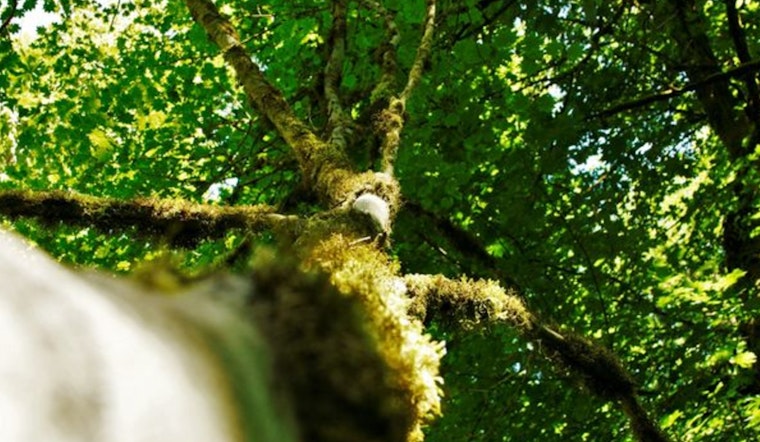 Bellevue City Council Amplifies Tree Preservation Laws, Supports Homeless with Safe Parking Program