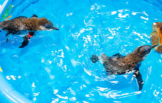 Birch Aquarium at UC San Diego Celebrates First-Ever Hatching of Little Blue Penguin Chicks