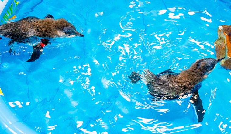 Birch Aquarium at UC San Diego Celebrates First-Ever Hatching of Little Blue Penguin Chicks