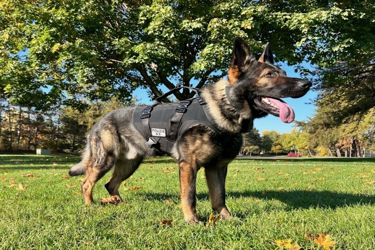 Blaine Police Department Mourns the Loss of K9 Cuda After Medical Complications