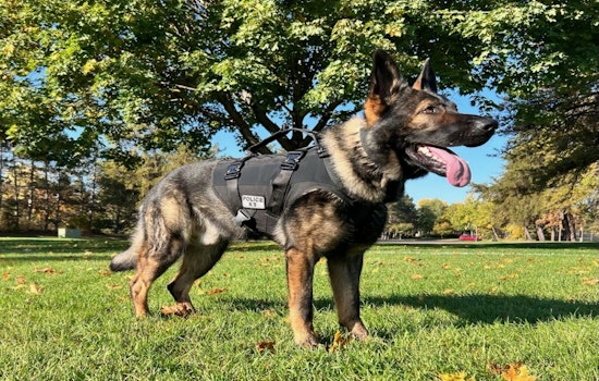 Blaine Police Department Mourns the Loss of K9 Cuda After Medical Complications
