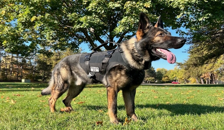Blaine Police Department Mourns the Loss of K9 Cuda After Medical Complications