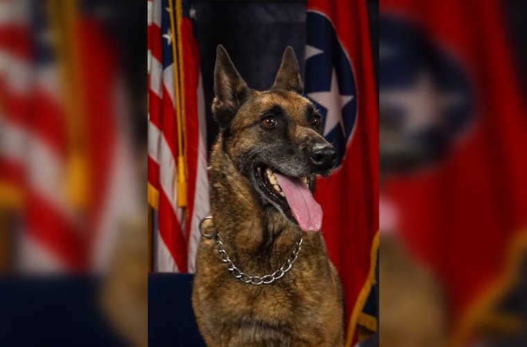 Brentwood Police Department Remembers Retired K9 Lexie After a Decade of Dedicated Service