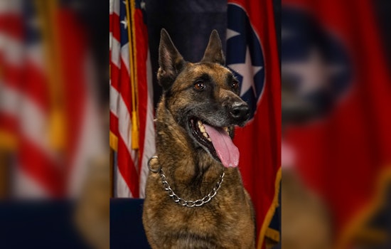 Brentwood Police Department Remembers Retired K9 Lexie After a Decade of Dedicated Service