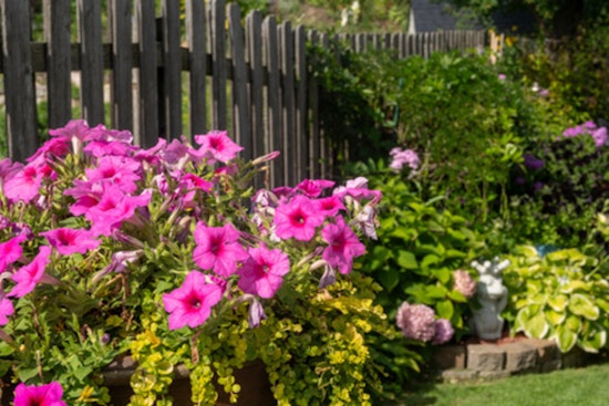 Brooklyn Park Calls for Nominations in Summer Blossom Awards for Exceptional Gardens