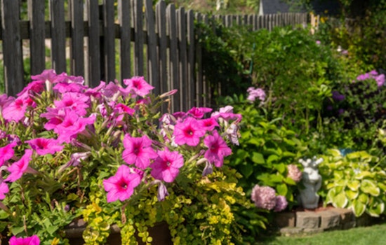 Brooklyn Park Calls for Nominations in Summer Blossom Awards for Exceptional Gardens