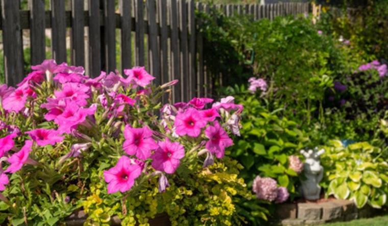 Brooklyn Park Calls for Nominations in Summer Blossom Awards for Exceptional Gardens