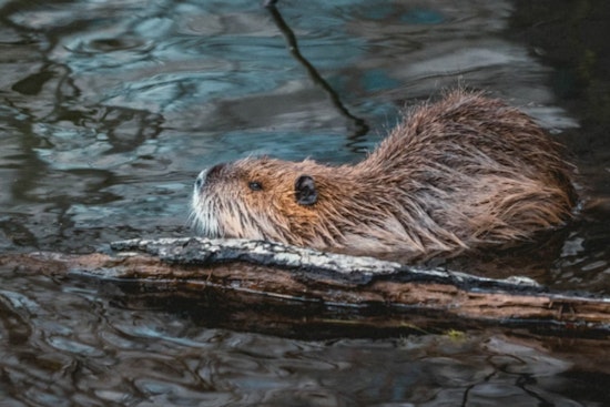 Campbell County Secures $10K State Funding to Humanely Relocate Beaver Population Causing Flooding