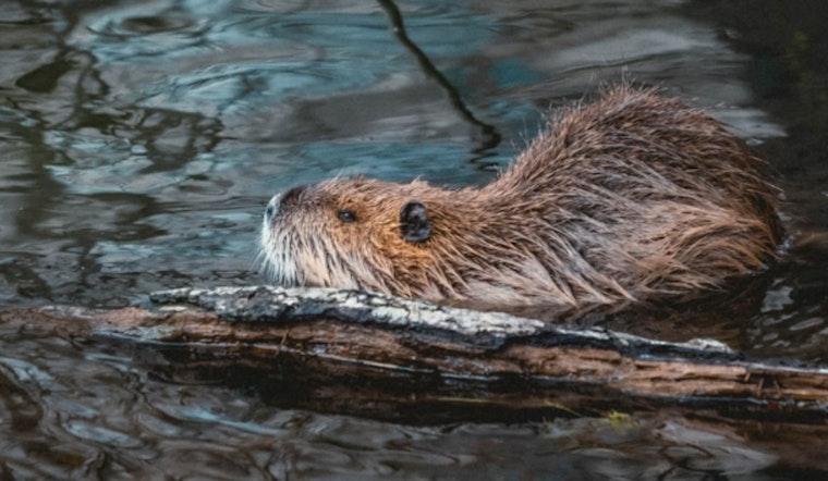 Campbell County Secures $10K State Funding to Humanely Relocate Beaver Population Causing Flooding
