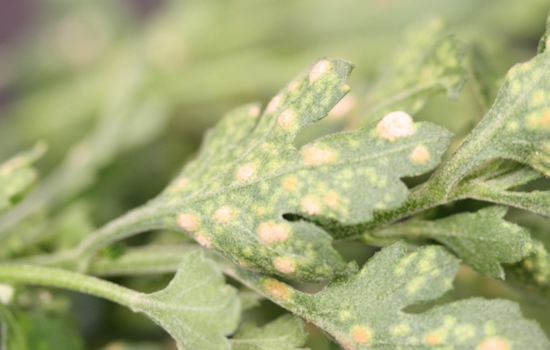 CBP Warns of Agricultural Threats Amid Mother's Day Flower Surge, Highlights Import Rules