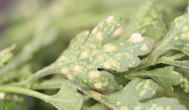 CBP Warns of Agricultural Threats Amid Mother's Day Flower Surge, Highlights Import Rules