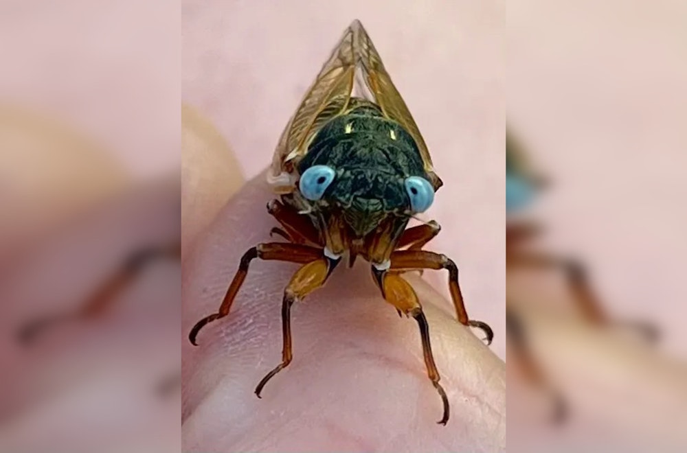 Chicago Buzzes with Excitement as Rare Blue-Eyed Cicadas Emerge in Historic Event