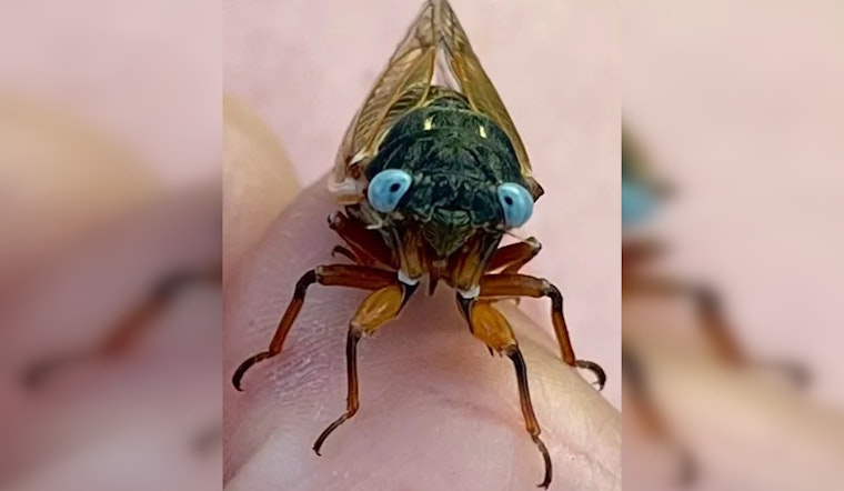 Chicago Buzzes with Excitement as Rare Blue-Eyed Cicadas Emerge in Historic Event