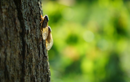 Chicago Prepares for Early Cicadas Invasion as Experts Suggest Protective Measures for Trees