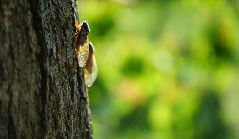 Chicago Prepares for Early Cicadas Invasion as Experts Suggest Protective Measures for Trees