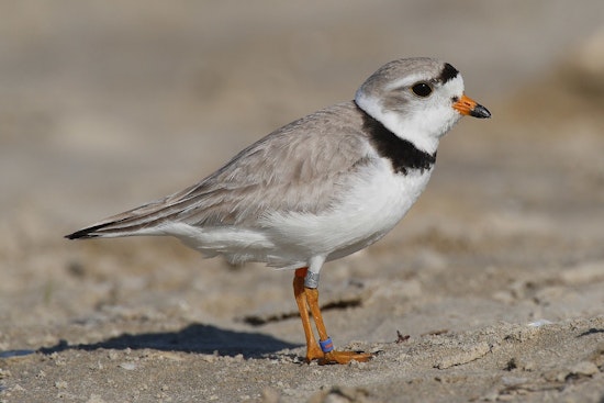 Chicago's Piping Plovers Perform Territorial Dance at Montrose Beach