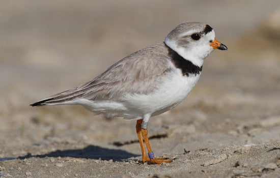 Chicago's Piping Plovers Perform Territorial Dance at Montrose Beach