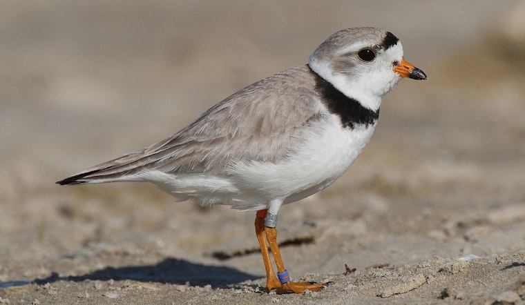 Chicago's Piping Plovers Perform Territorial Dance at Montrose Beach