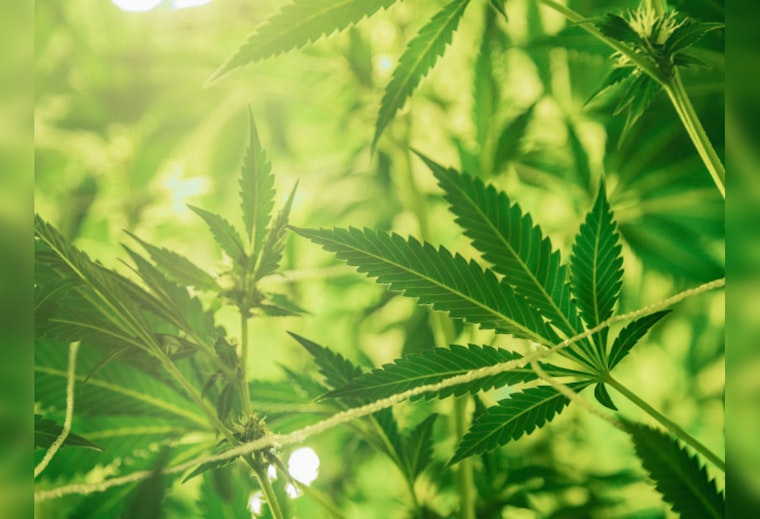 Chicago's Pot Pioneers Poised for Profit Surge as DEA Mulls Marijuana Makeover