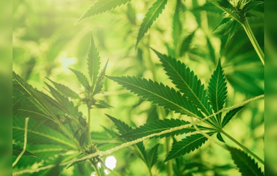 Chicago's Pot Pioneers Poised for Profit Surge as DEA Mulls Marijuana Makeover