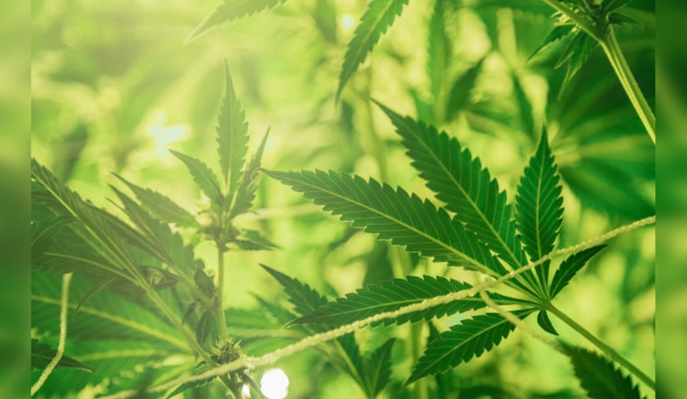Chicago's Pot Pioneers Poised for Profit Surge as DEA Mulls Marijuana Makeover