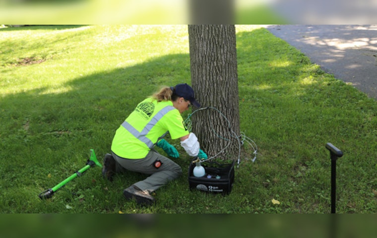 City Teams Up With Rainbow Treecare to Combat Emerald Ash Borer Menace
