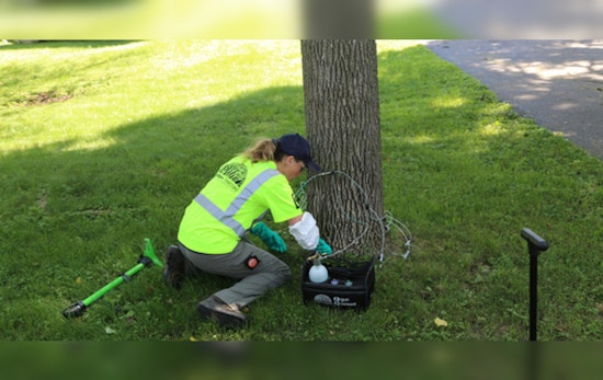 City Teams Up With Rainbow Treecare to Combat Emerald Ash Borer Menace