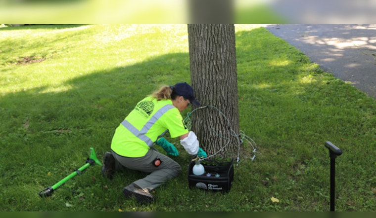 City Teams Up With Rainbow Treecare to Combat Emerald Ash Borer Menace