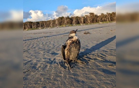 Coast Guard, State Agencies Launch Probe as Oil Pollution Hits Oregon and Washington Coasts