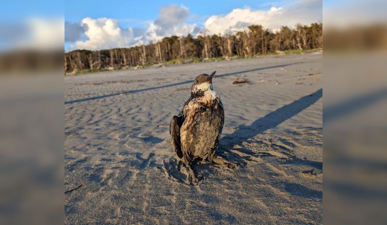 Coast Guard, State Agencies Launch Probe as Oil Pollution Hits Oregon and Washington Coasts