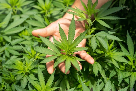 Cook County Unveils $3.6 Million Grant Program to Boost Social-Equity Cannabis Businesses