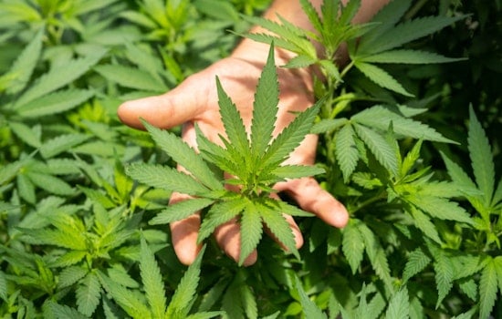 Cook County Unveils $3.6 Million Grant Program to Boost Social-Equity Cannabis Businesses