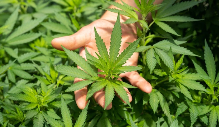 Cook County Unveils $3.6 Million Grant Program to Boost Social-Equity Cannabis Businesses