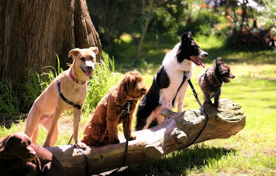 Cottage Grove Park to Host Dog Day in the Ravine, Leashed Pups Welcome at Fun-Filled Event