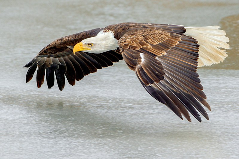 Dallas Eagles Expand: White Rock Lake's Bald Eagle Family Gains Two Fledglings, City Rallies for Protection