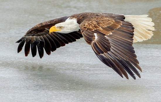 Dallas Eagles Expand: White Rock Lake's Bald Eagle Family Gains Two Fledglings, City Rallies for Protection